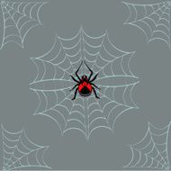 Spider on the web