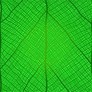 Green Leaf N14