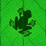 frog on a leaf N2
