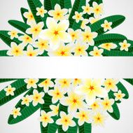 Floral design background Plumeria flowers
