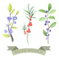 Berry branch watercolor vector handpainted set