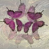 Transparent composition with butterfly motif blending fractal N2