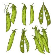 Pea illustration