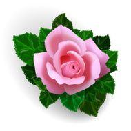 Rose Flower N4