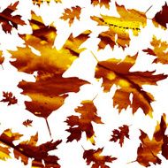 Seamless texture with colored watercolor maple leaves N4