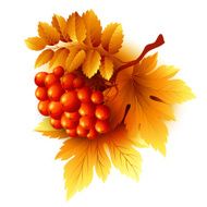 Rowan branches with orange leaves and berries Vector fall illustration