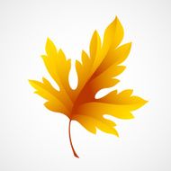 Fall leaf isolated in white Vector illustration