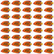 Flame Angelfish pattern N2