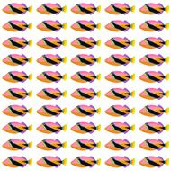 Wedge tail Triggerfish pattern N2