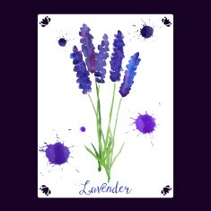 Watercolor lavender bouquet illustration