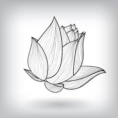 Floral Water Lily Elements for design N2