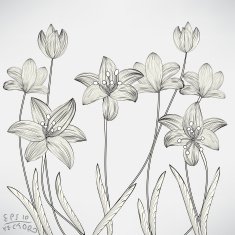 Floral Lily Elements for design