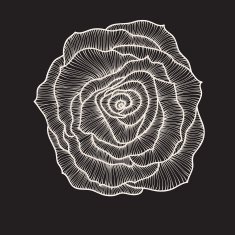 Floral Rose Elements for design EPS10 Vector background