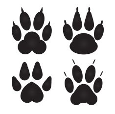 Different cat dog Paw Prints