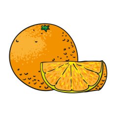 orange hand drawn fruits isolated vector