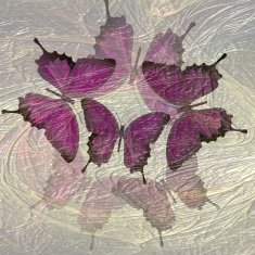 Transparent composition with butterfly motif blending fractal N2