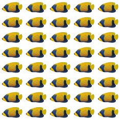 Blue-girdled Angelfish pattern