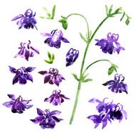 Collection of watercolor aquilegia flowers N8
