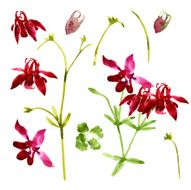 Collection of watercolor aquilegia flowers N9
