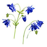 Collection of watercolor aquilegia flowers N10