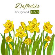 Vintage card with cute daffodils on white background