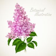 Botanical vector illustration Vintage floral card