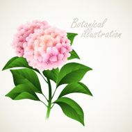 Botanical vector illustration Vintage floral card N2