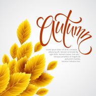 Autumn leaves background Vector illustration