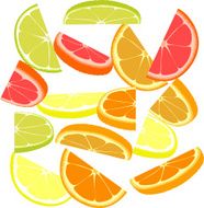 Slices of different citrus fruits on a white background N5