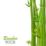 Colorful Stems and Bamboo Leaves Vector Illustration