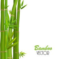 Colorful Stems and Bamboo Leaves Vector Illustration N2