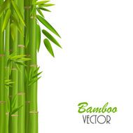 Colorful Stems and Bamboo Leaves Vector Illustration N4
