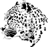 Leopard N7
