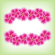 beautiful flower N2