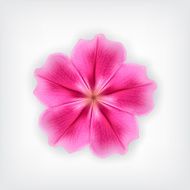 pink flower N3