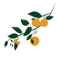 Orange fruits on branches