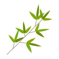 Colourful Bamboo Leaves Vector Illustration N3