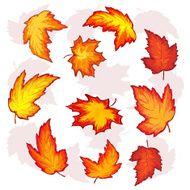 leaves of maple