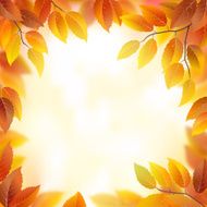 Autumn leaves frame N7