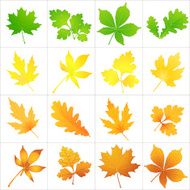 leaves isolated background N2
