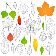 autumn and summer leaves