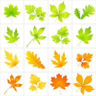Leaves Pattern N35
