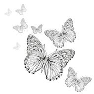 butterfly N61