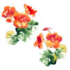 Collection of watercolor nasturtium flowers N2