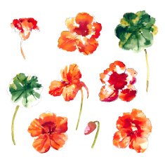 Collection of watercolor nasturtium flowers N3