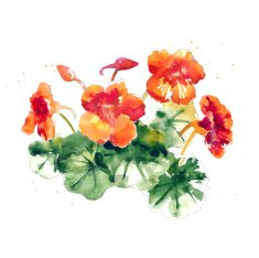 Collection of watercolor nasturtium flowers N4