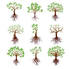 Set of Trees Green Leafs and Roots