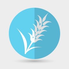 Ears of Wheat Barley or Rye vector visual graphic icons