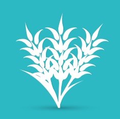 Ears of Wheat Barley or Rye vector visual graphic icons N3