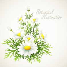 Botanical vector illustration Vintage floral card N3